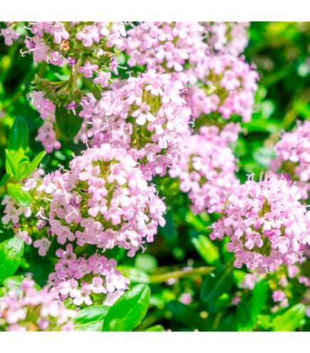 Amazon.co.jp: アジュガ ピンク花 ピンクライトニング 抜き苗2本 : DIY